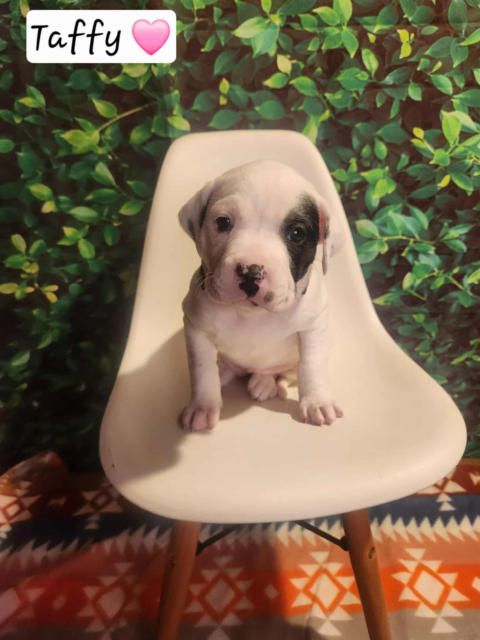 Taffy BH, a Adoptable Mixed Breed in Clinton, MI image 2/3