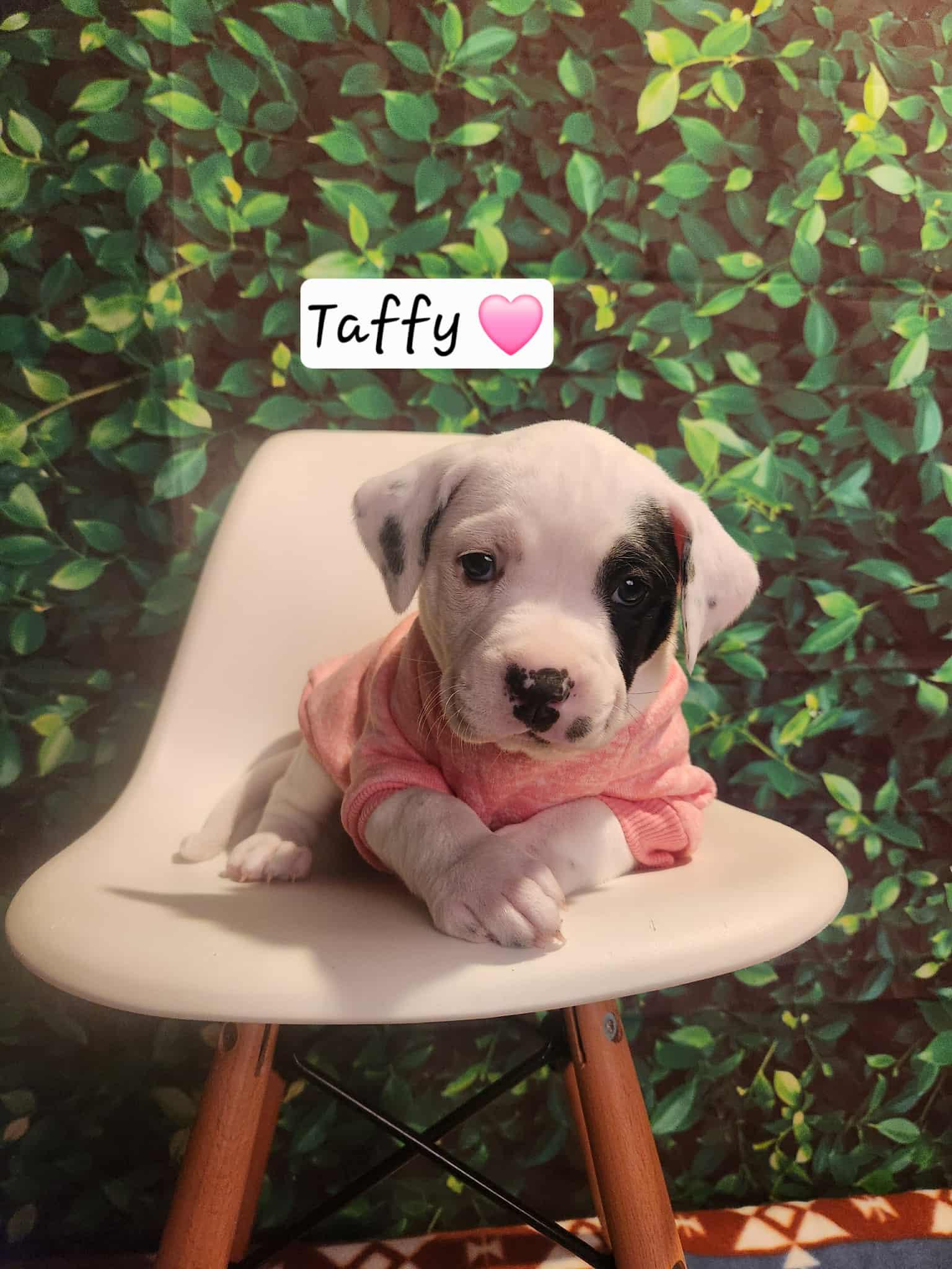 Taffy BH, a Adoptable Mixed Breed in Clinton, MI image 3/3