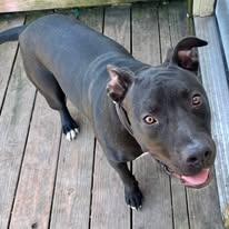 Enlarge lizzy, a Adoptable Pit Bull Terrier in Leavenworth, KS image 6/6