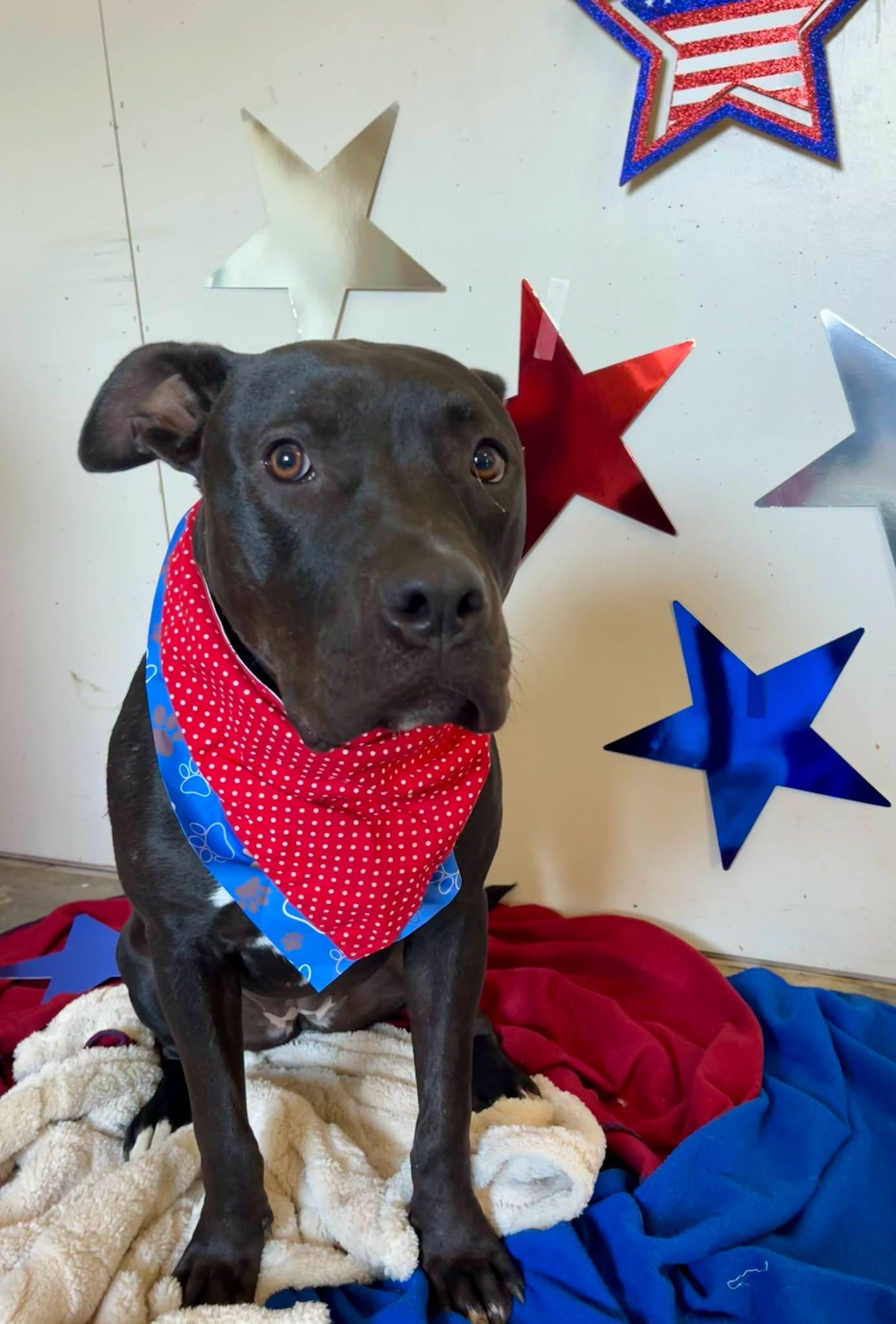 Enlarge lizzy, a Adoptable Pit Bull Terrier in Leavenworth, KS image 2/6
