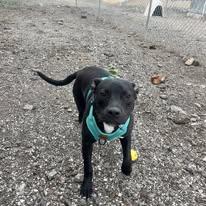 Enlarge lizzy, a ADOPTABLE Pit Bull Terrier in Leavenworth, KS image 5/5