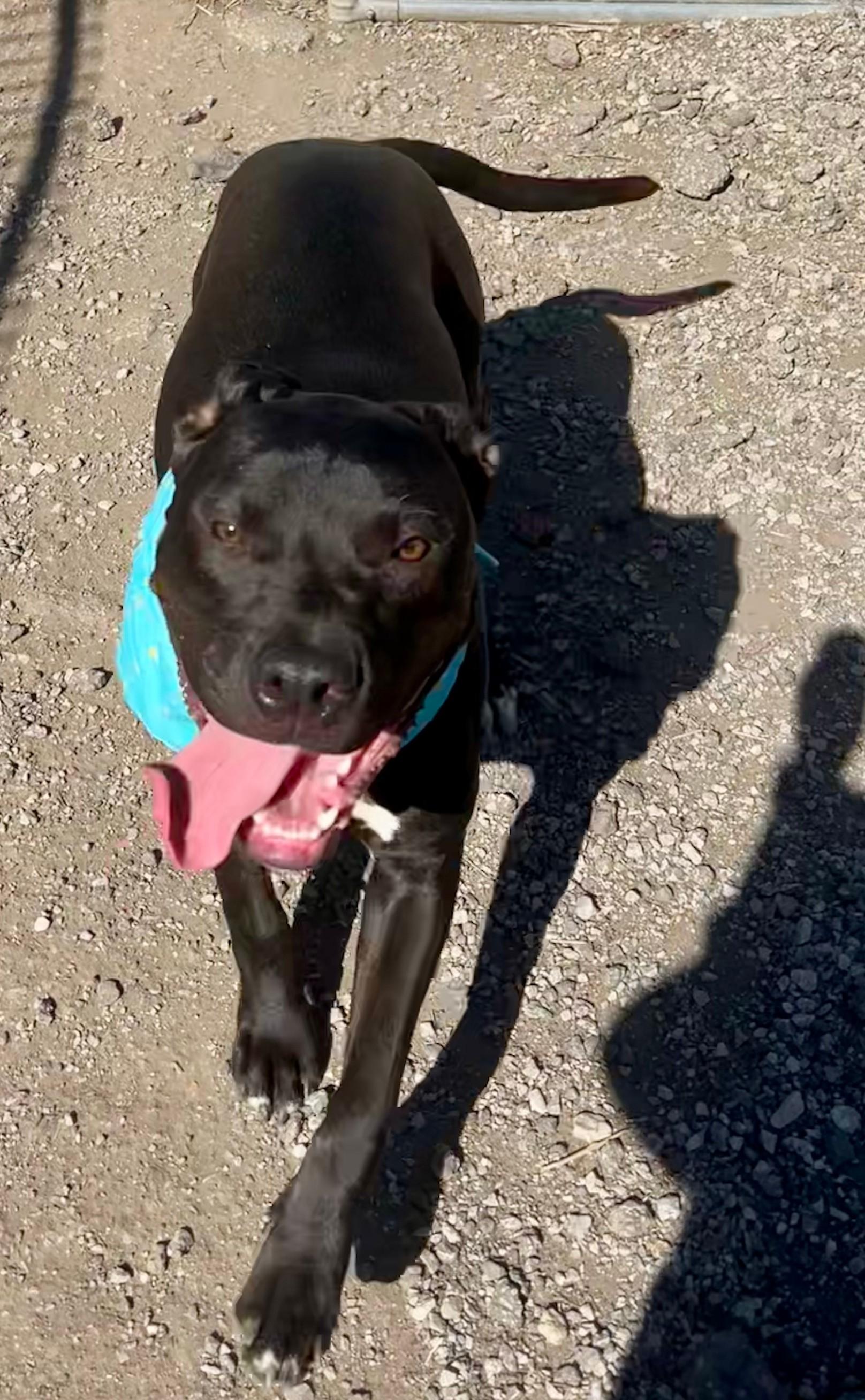 Enlarge lizzy, a ADOPTABLE Pit Bull Terrier in Leavenworth, KS image 3/5