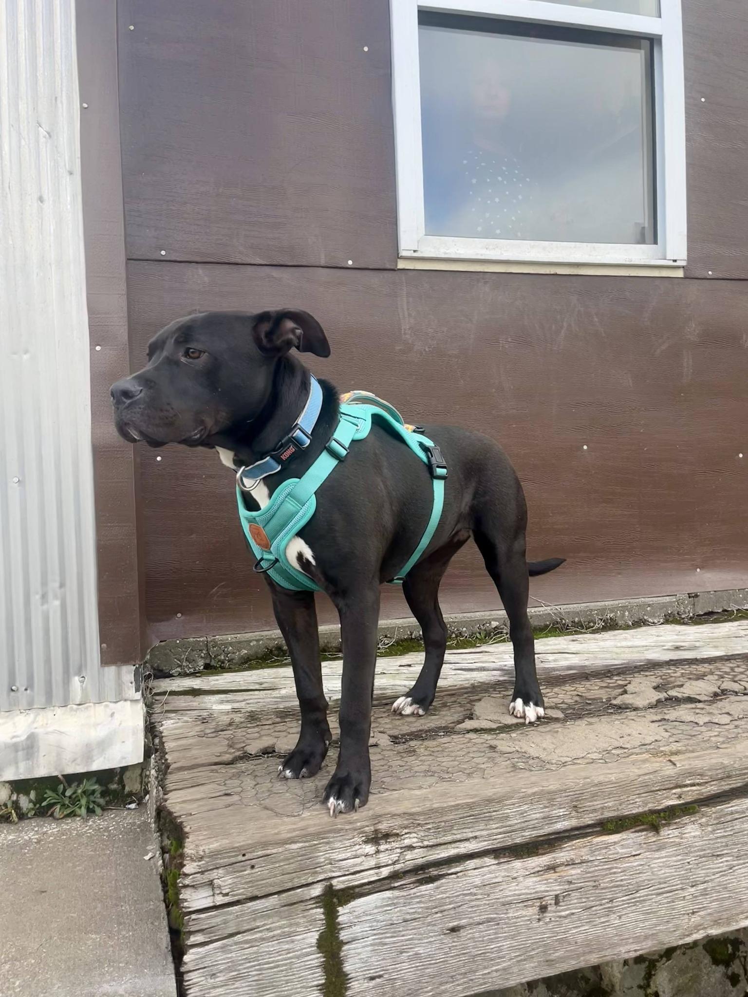 Enlarge lizzy, a ADOPTABLE Pit Bull Terrier in Leavenworth, KS image 4/5