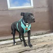 lizzy, ADOPTABLE, Young Female Pit Bull Terrier.