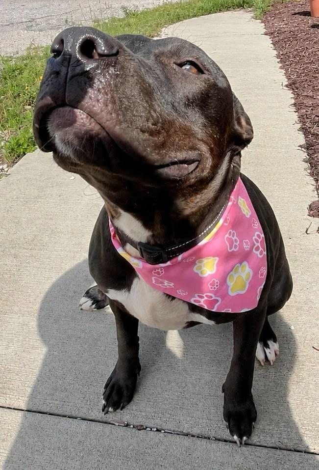 lizzy, Adoptable, Young Female Pit Bull Terrier.