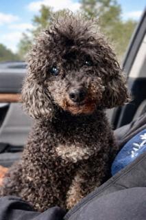 Kirby, an adopted Miniature Poodle in Ladson, SC image 3/4