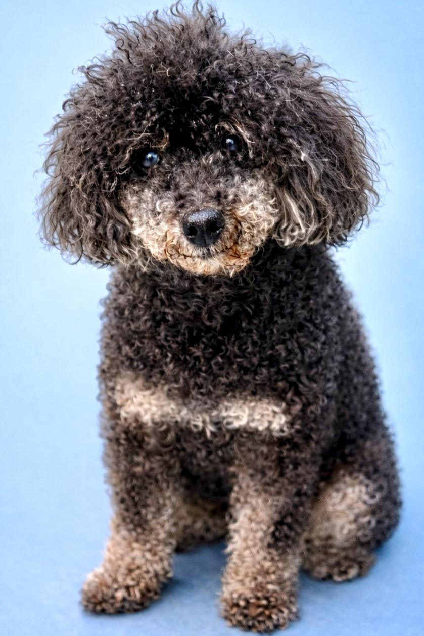 Kirby, an adopted Miniature Poodle in Ladson, SC image 1/4