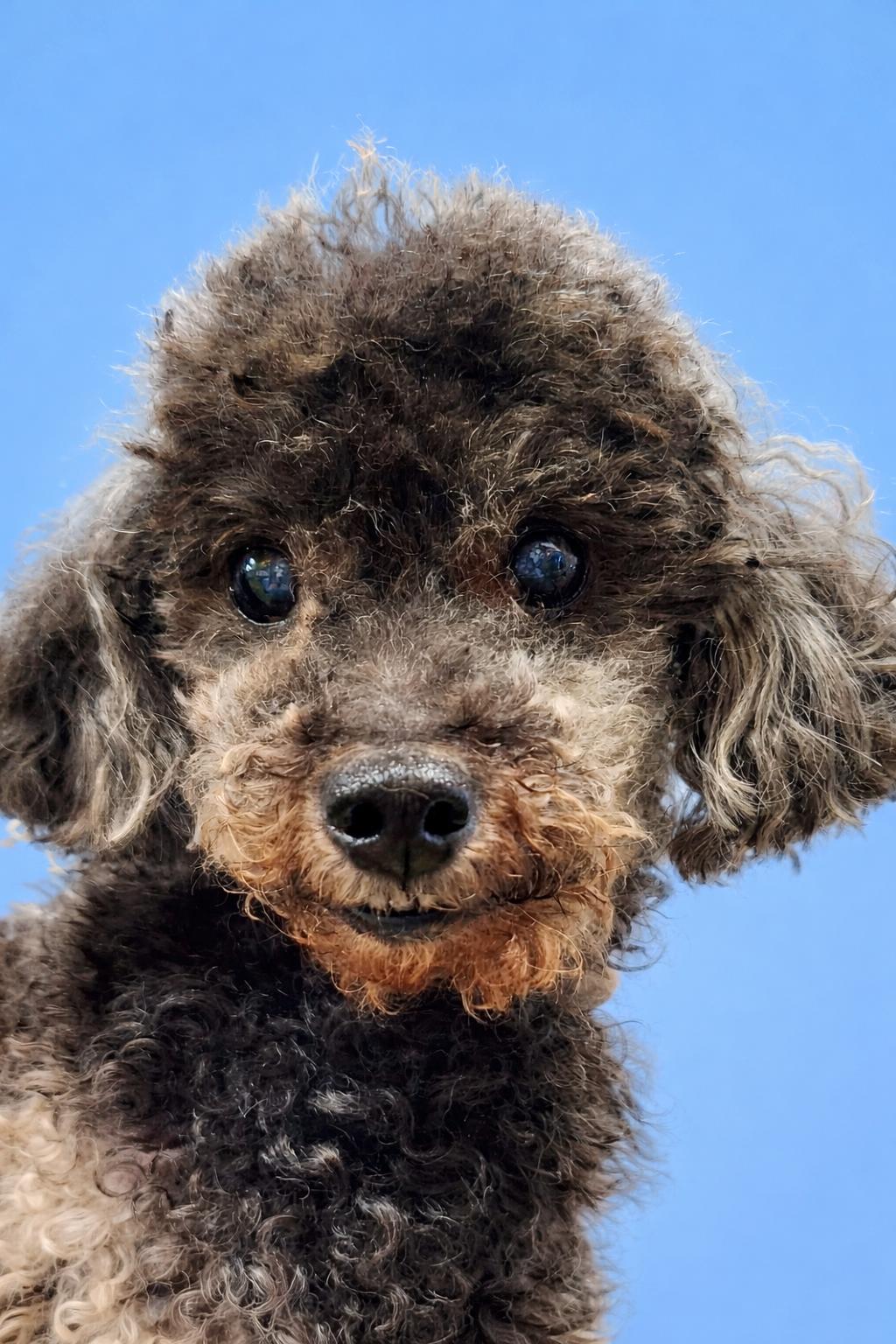 Kirby, an adopted Miniature Poodle in Ladson, SC image 4/4