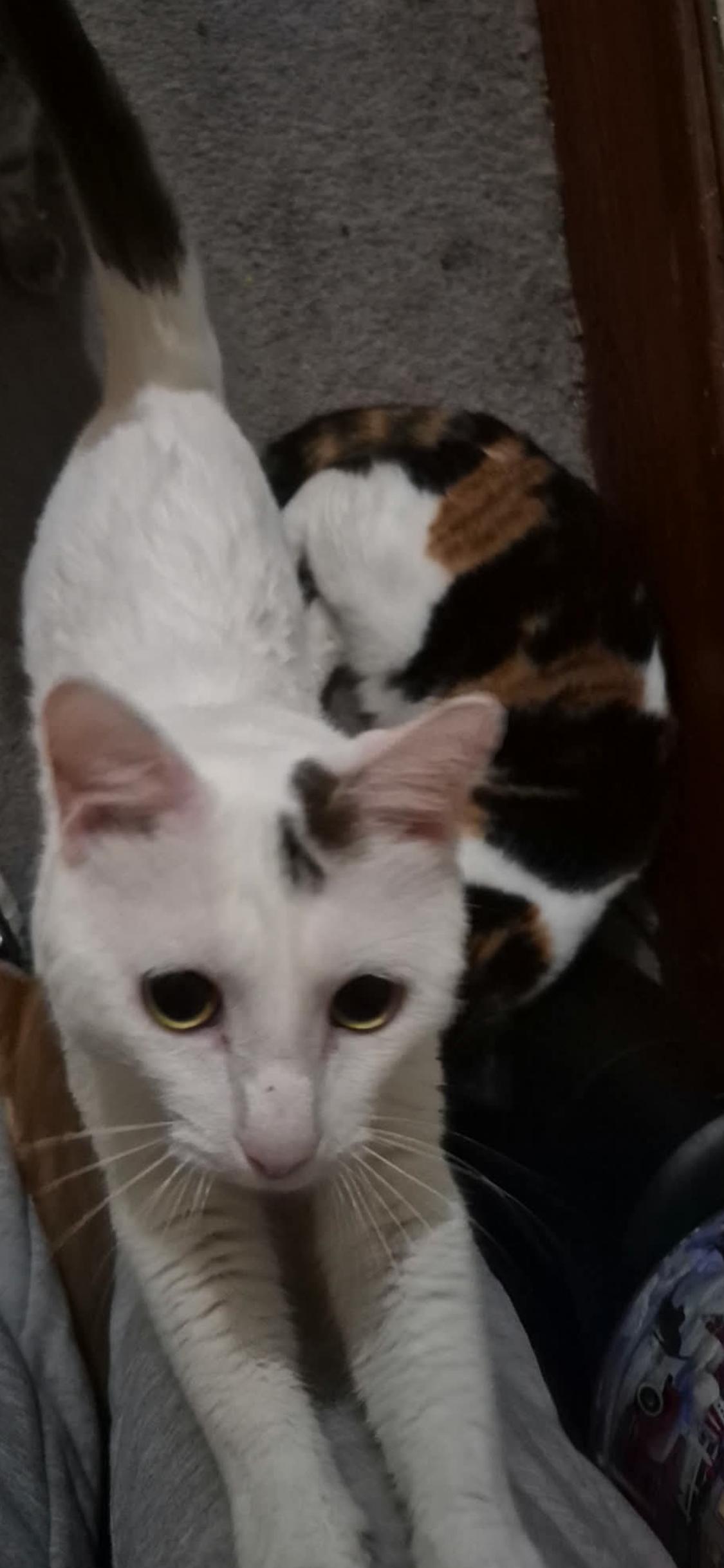 Amir , a Adoptable Domestic Short Hair in Moline, IL image 1/3