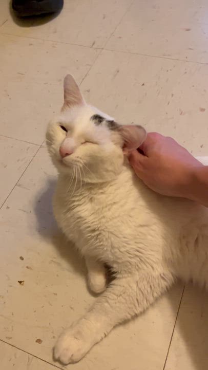 Enlarge Amir , a Adoptable Domestic Short Hair in Moline, IL video 2/3