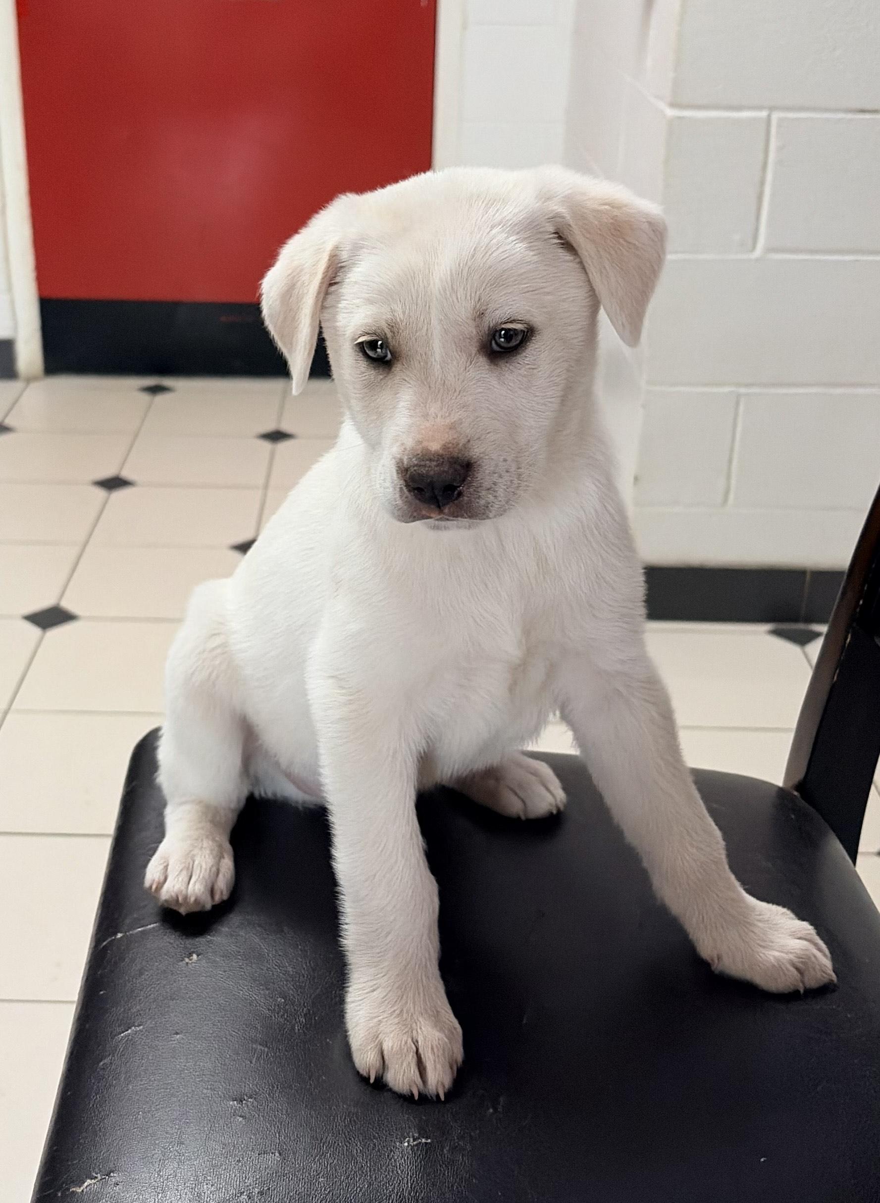 Enlarge Frosty, a ADOPTABLE mixed breed in Carthage, NC image 2/4