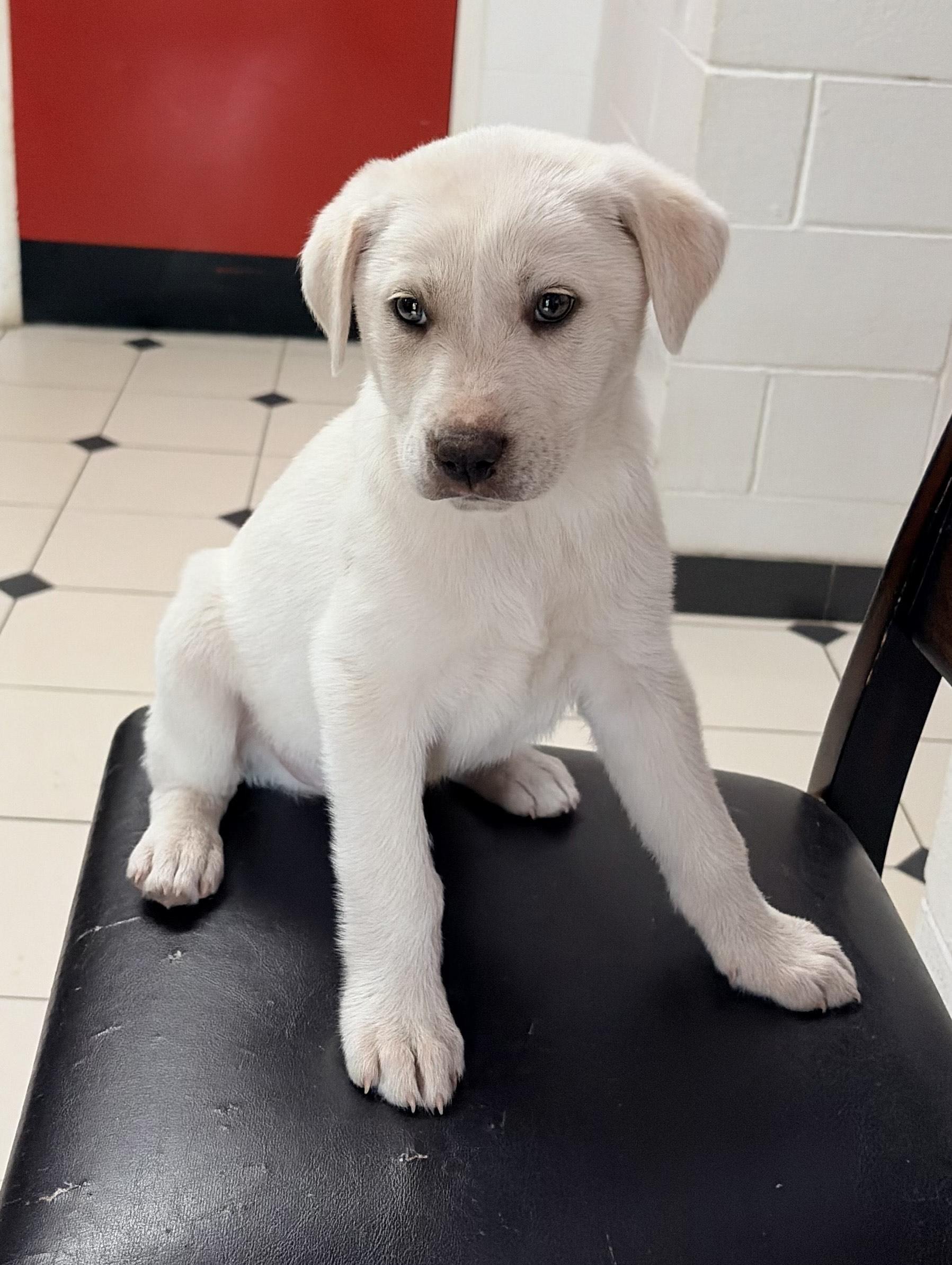 Enlarge Frosty, a ADOPTABLE mixed breed in Carthage, NC image 4/4