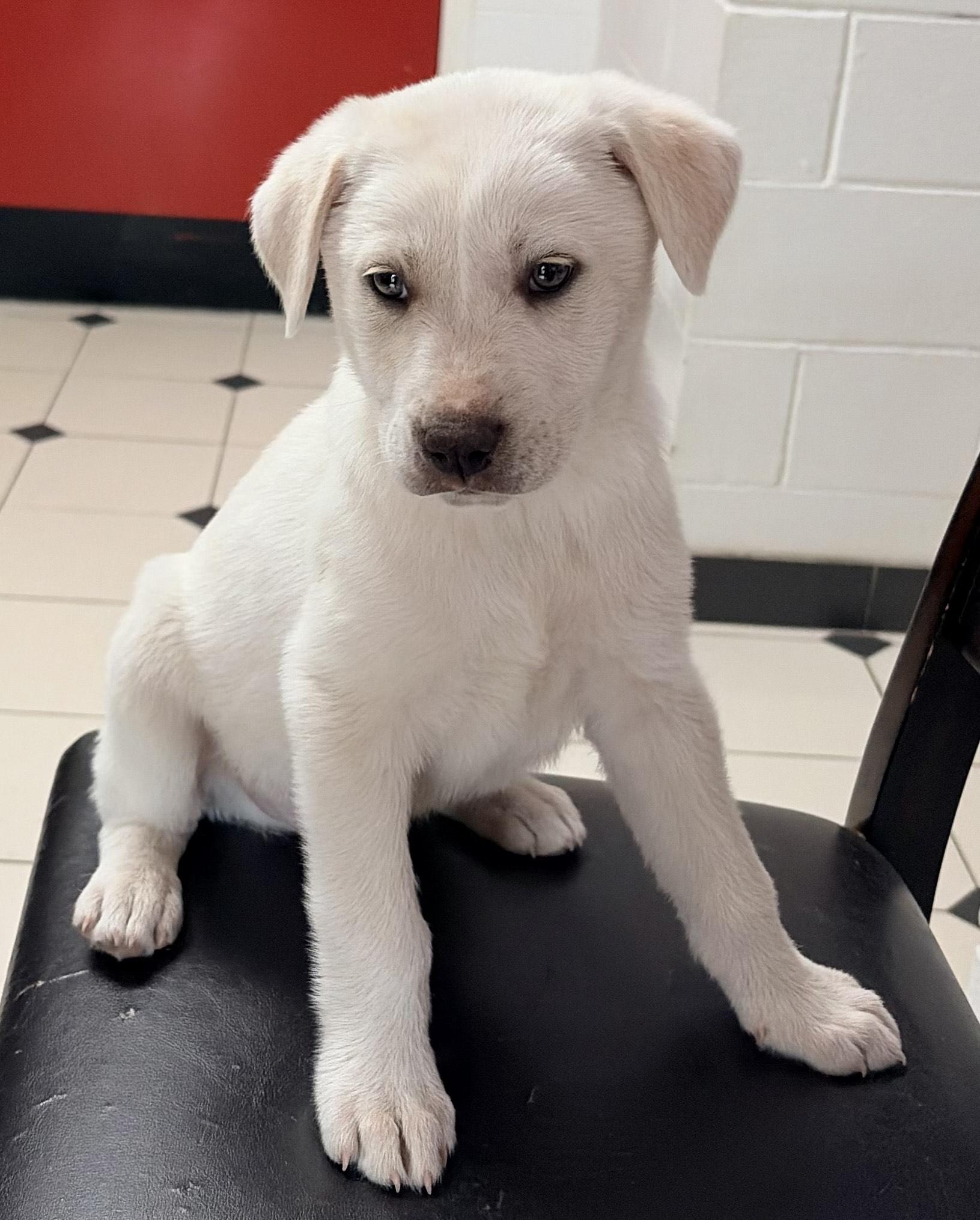 Frosty, ADOPTABLE, Young Male Labrador Retriever.