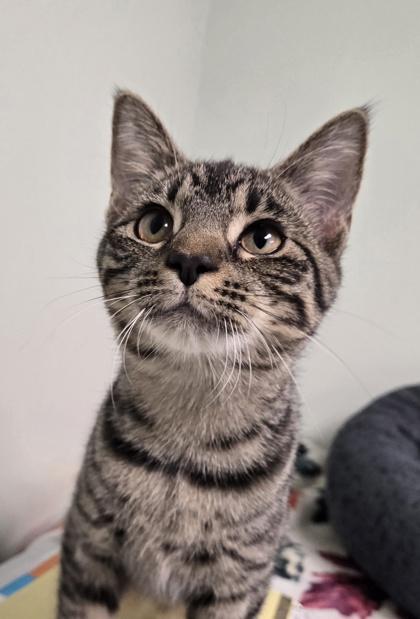 Monica, a Adoptable Domestic Short Hair in Batavia, OH image 2/3