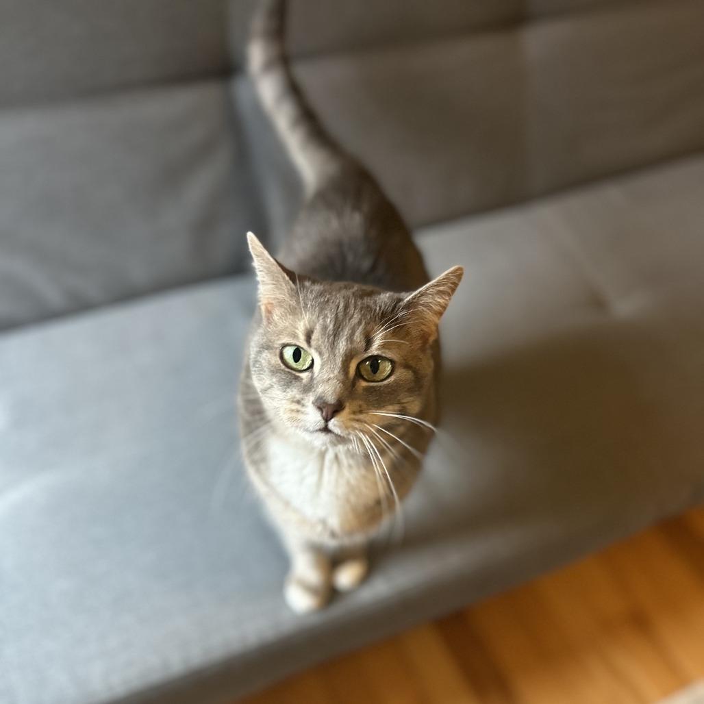 Lily, a Adoptable Domestic Short Hair in Harrisonburg, VA image 4/6