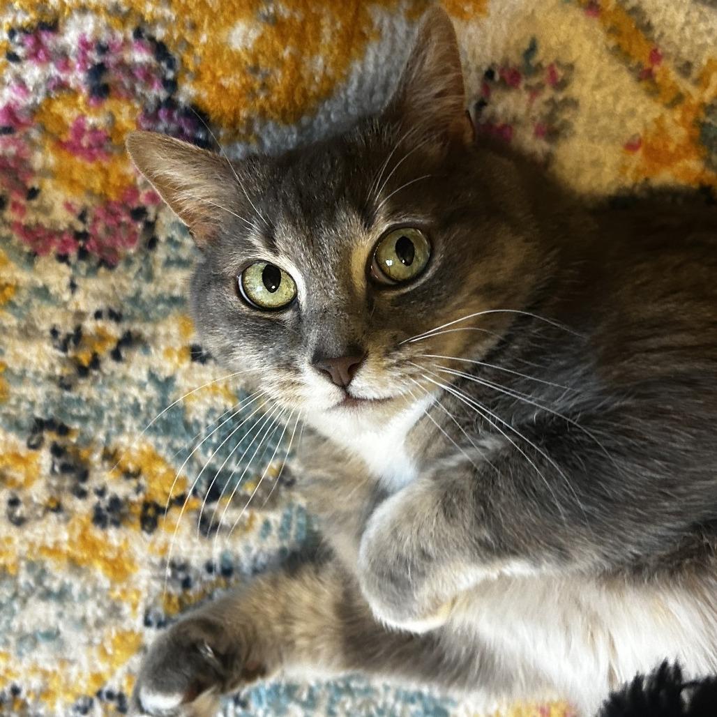 Lily, a Adoptable Domestic Short Hair in Harrisonburg, VA image 5/6