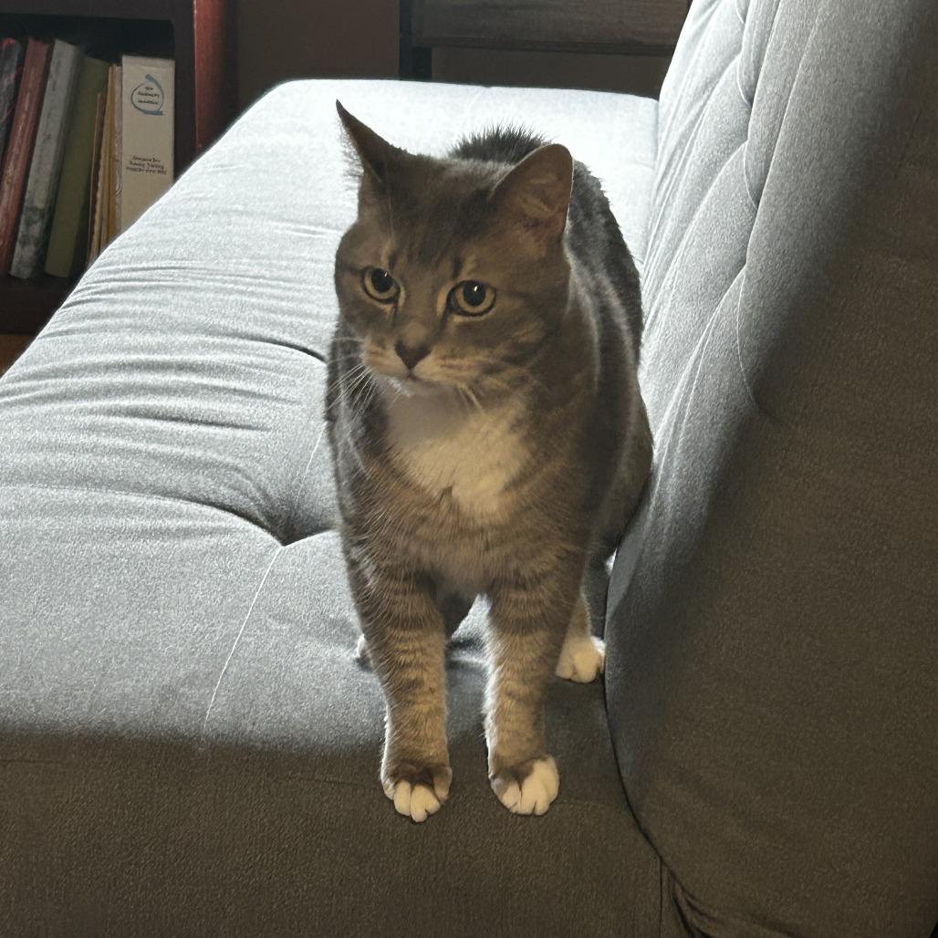 Lily, a Adoptable Domestic Short Hair in Harrisonburg, VA image 6/6