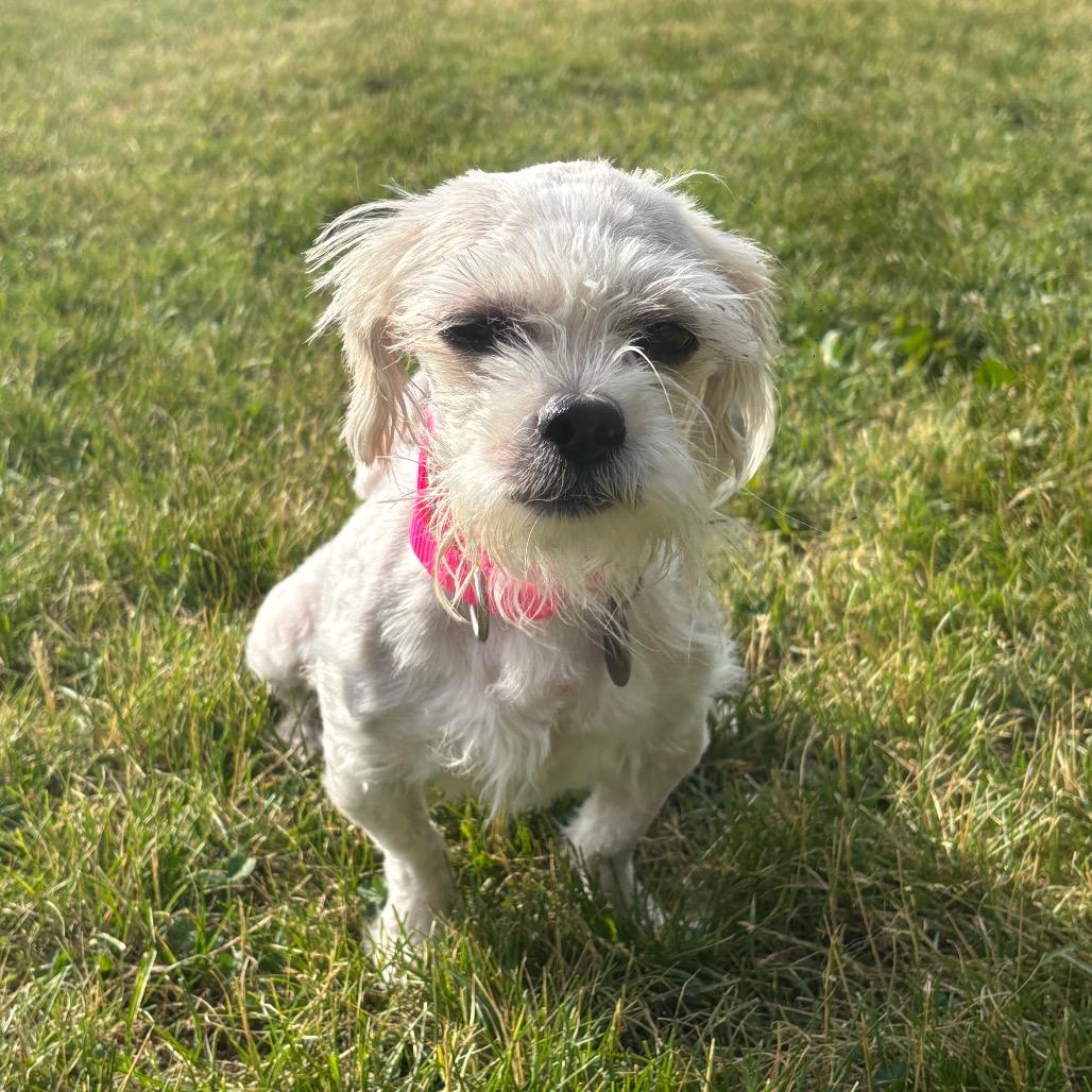 Enlarge Shirley, a Adoptable mixed breed in Brookfield, WI image 1/6