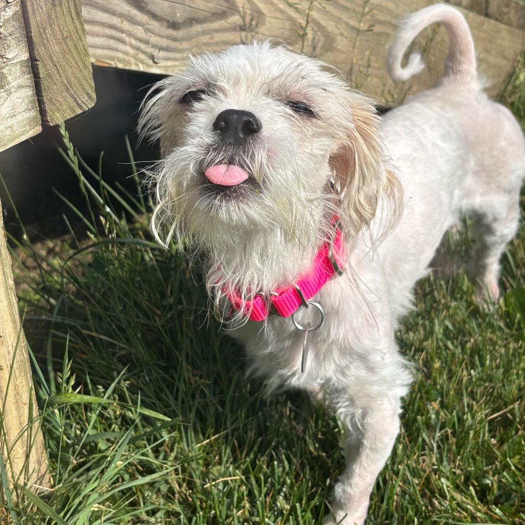 Enlarge Shirley, a Adoptable mixed breed in Brookfield, WI image 2/6