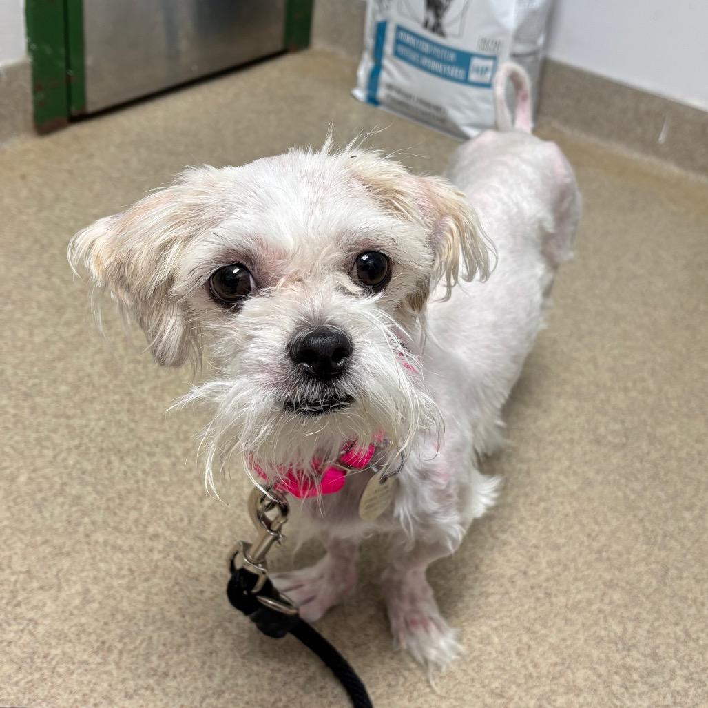 Enlarge Shirley, a Adoptable mixed breed in Brookfield, WI image 3/6