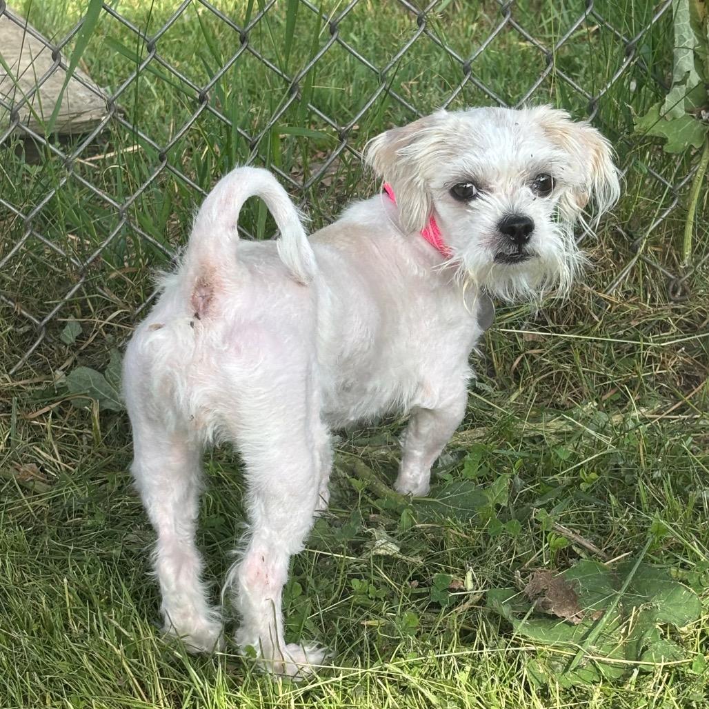 Enlarge Shirley, a Adoptable mixed breed in Brookfield, WI image 4/6