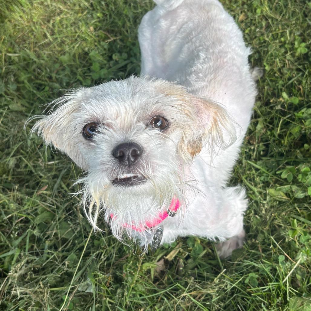 Enlarge Shirley, a Adoptable mixed breed in Brookfield, WI image 5/6