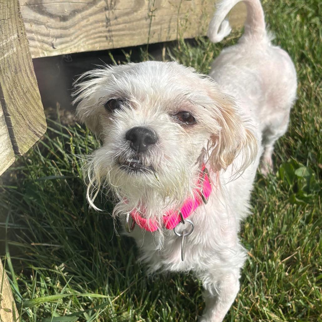 Enlarge Shirley, a Adoptable mixed breed in Brookfield, WI image 6/6