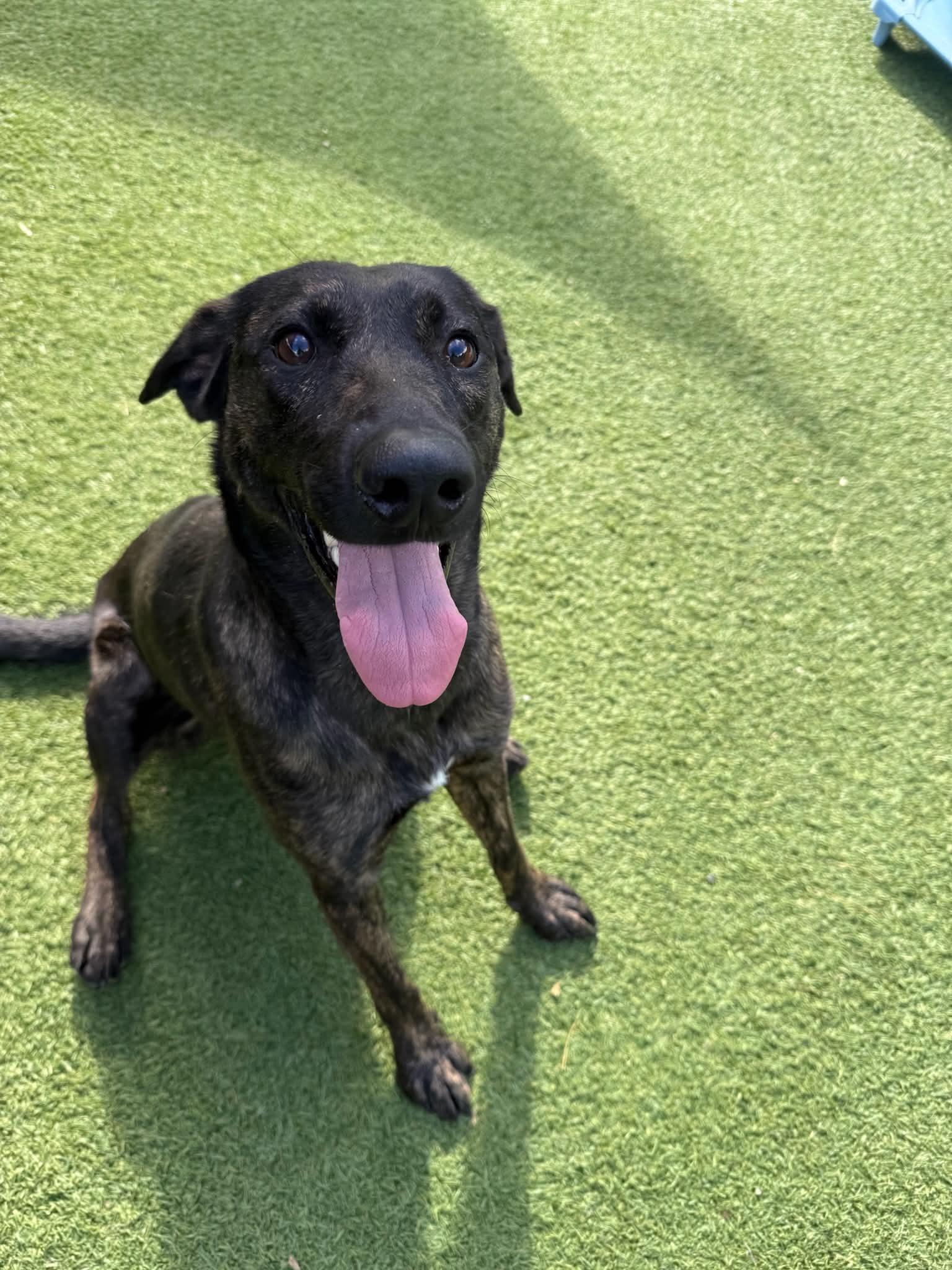 Sadie, a ADOPTABLE mixed breed in Groton, CT image 2/3