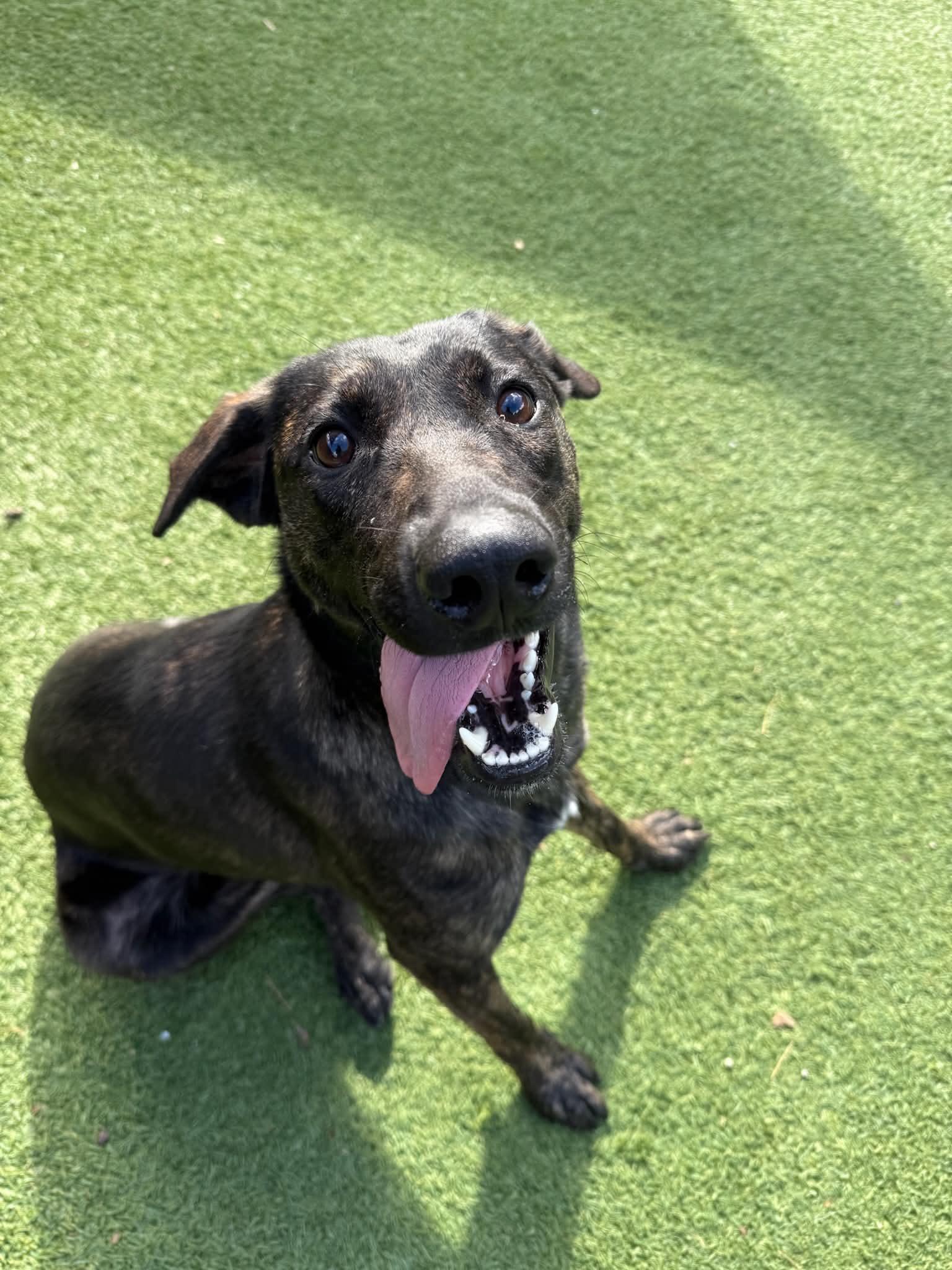 Sadie, a ADOPTABLE mixed breed in Groton, CT image 3/3