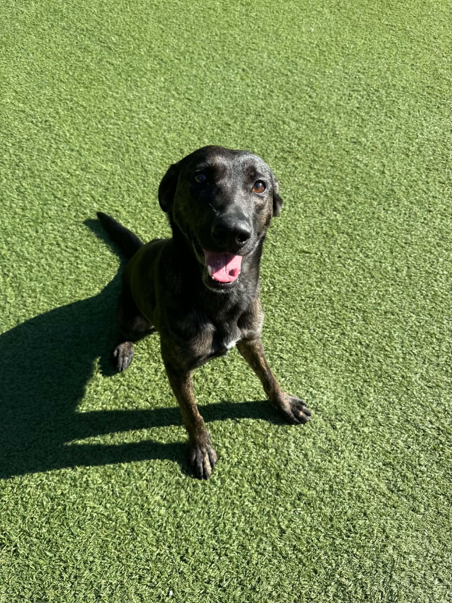 Sadie, ADOPTABLE, Adult Female Plott Hound.