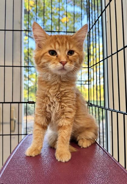 Enlarge Raven, a Adoptable mixed breed in Paducah, KY image 1/1