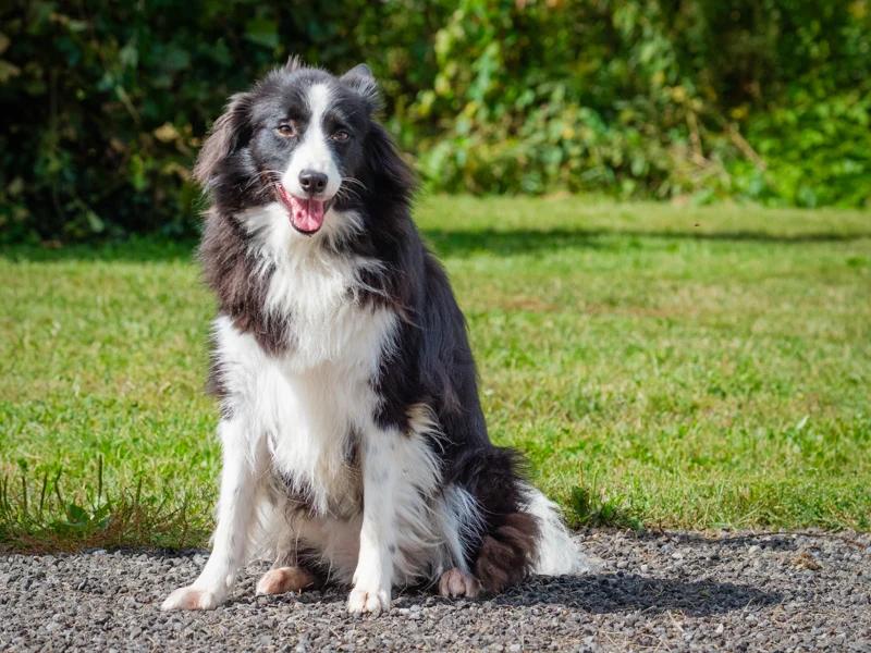 Enlarge Tina, a Adoptable Border Collie in Pointe-Fortune, QC image 2/2