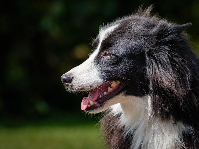 Tina, Adoptable, Adult Female Border Collie.