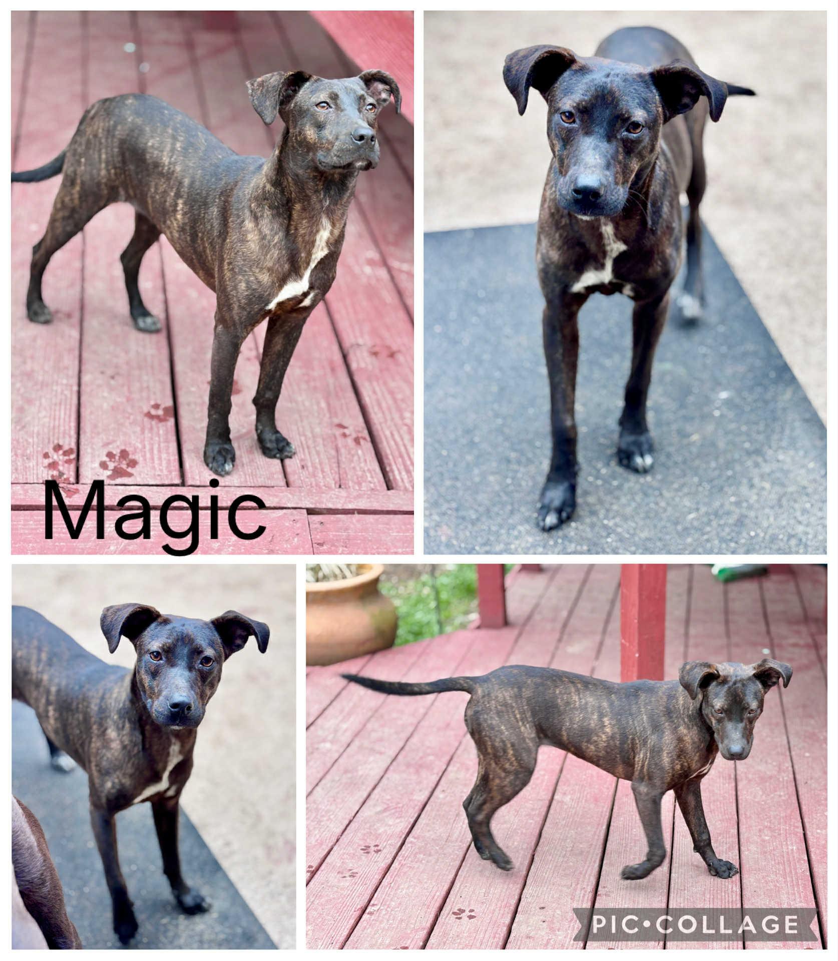 Enlarge Magic, a ADOPTABLE mixed breed in Enterprise, AL image 1/1