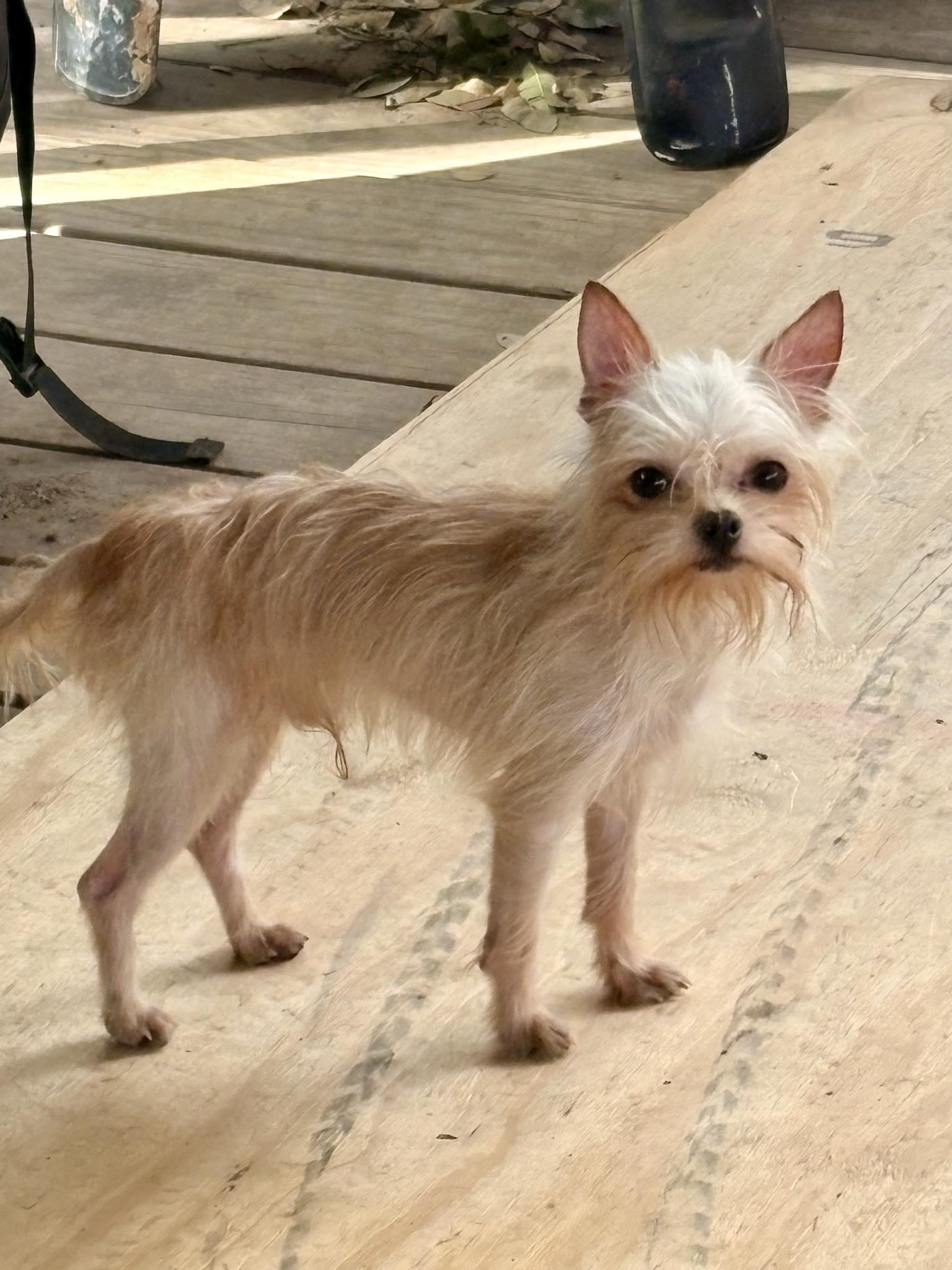 Peanut , ADOPTABLE, Young Male Yorkshire Terrier & Shih Tzu.