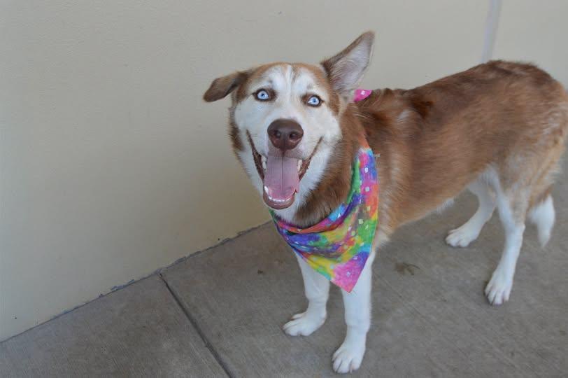 Blackberry, a Adoptable Husky in McKinney, TX image 1/2