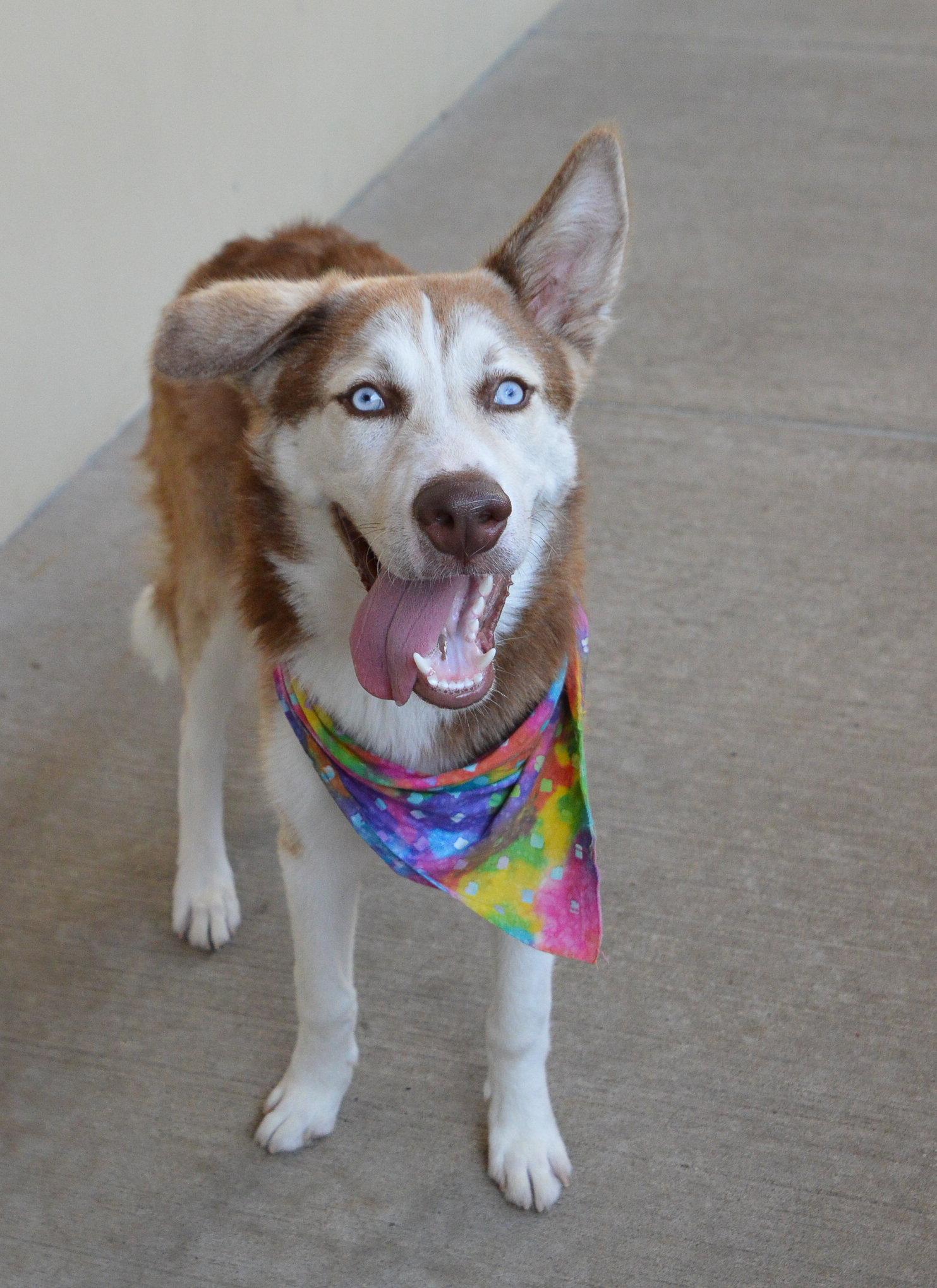 Blackberry, a Adoptable Husky in McKinney, TX image 2/2
