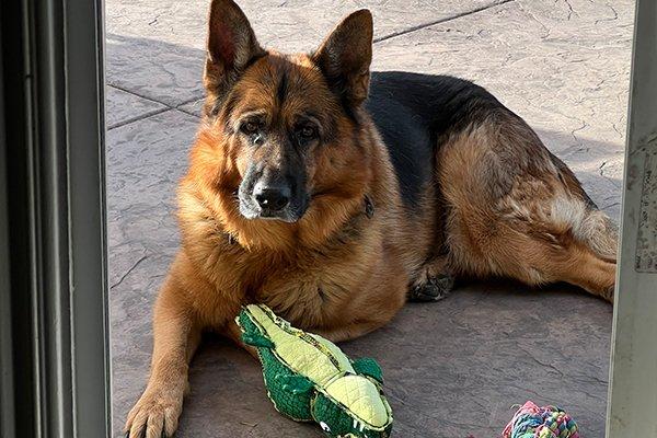 Enlarge Chevy, a Adoptable German Shepherd Dog in Newport Beach, CA image 1/1