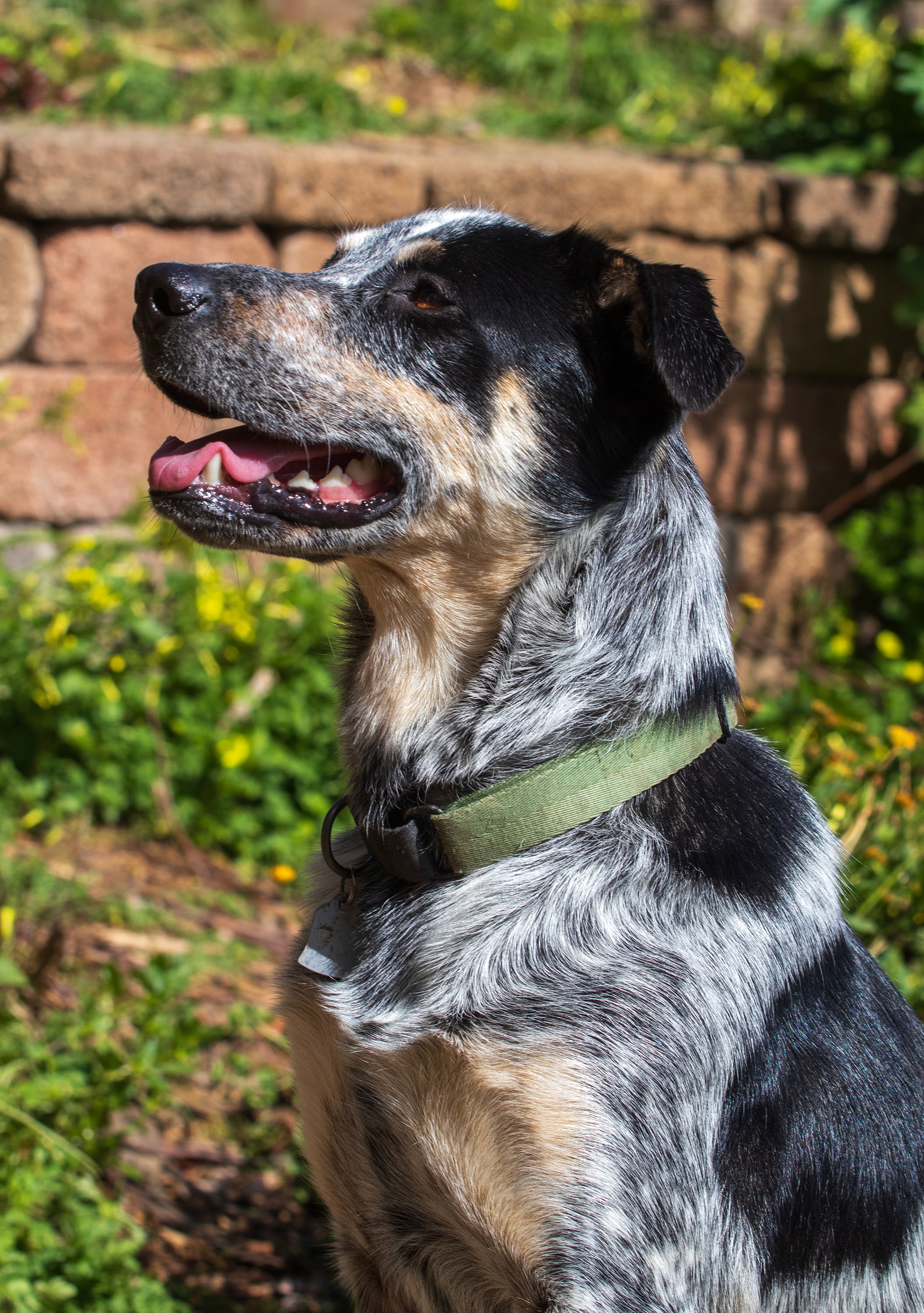 Maverick, a Adoptable Australian Cattle Dog / Blue Heeler in Lafayette, CA image 1/2