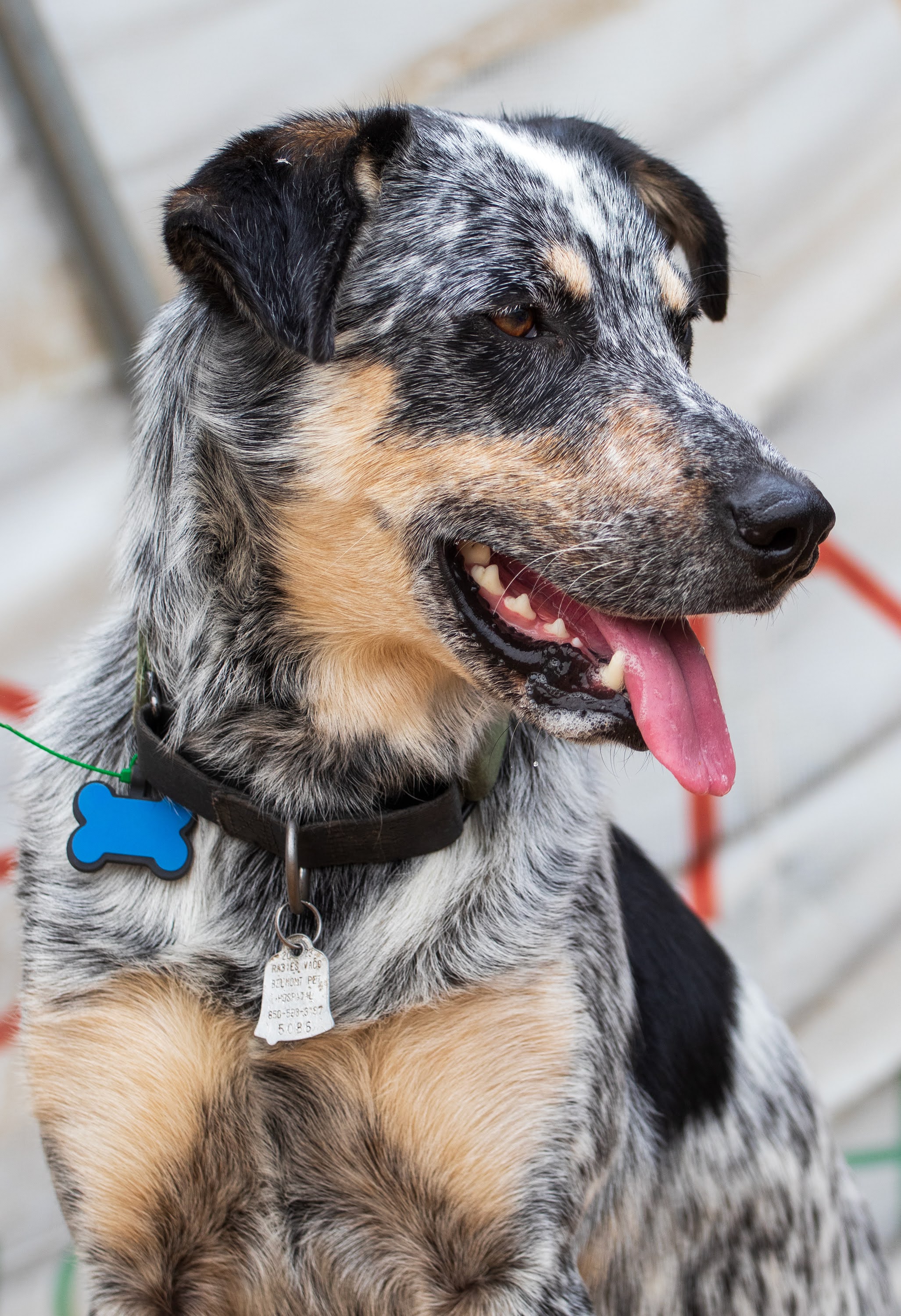 Maverick, a Adoptable Australian Cattle Dog / Blue Heeler in Lafayette, CA image 2/2