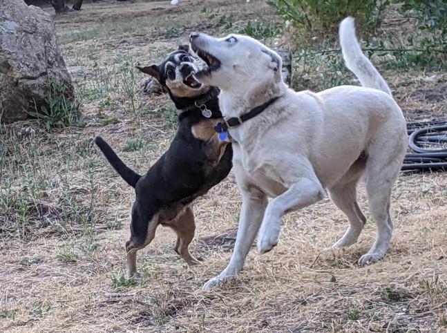 Annie Oakhurst, CA 2026, a ADOPTABLE mixed breed in Oakhurst, CA image 3/4