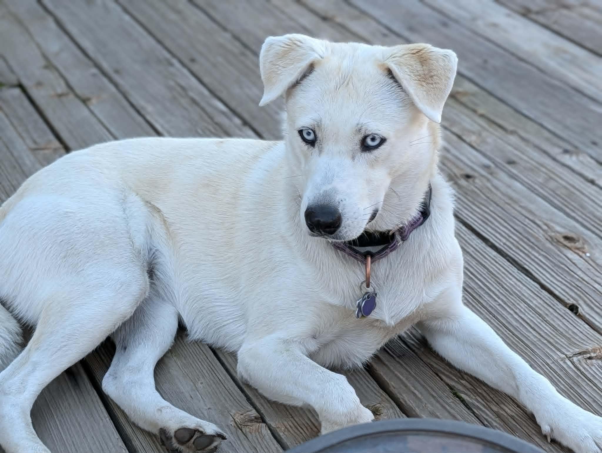 Annie Oakhurst, CA 2026, a ADOPTABLE mixed breed in Oakhurst, CA image 1/4