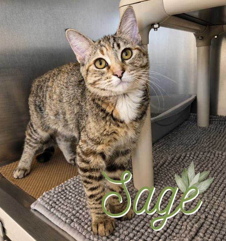 Enlarge Sage, a Adoptable Domestic Short Hair in Nevada, IA image 1/1