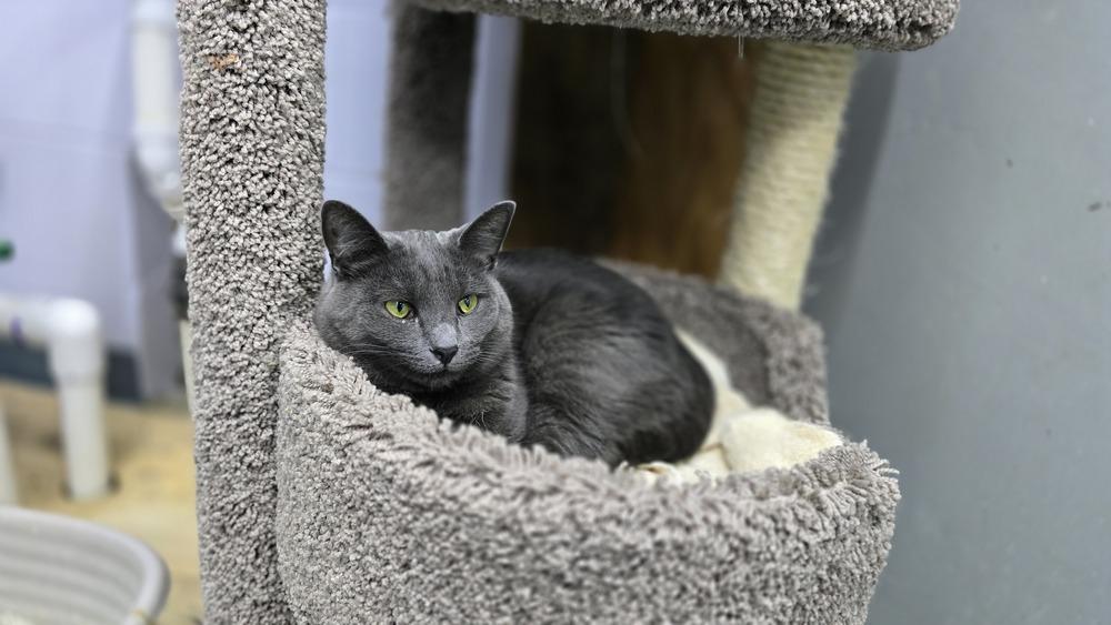 Lilac, a Adoptable mixed breed in Mishawaka, IN image 1/5