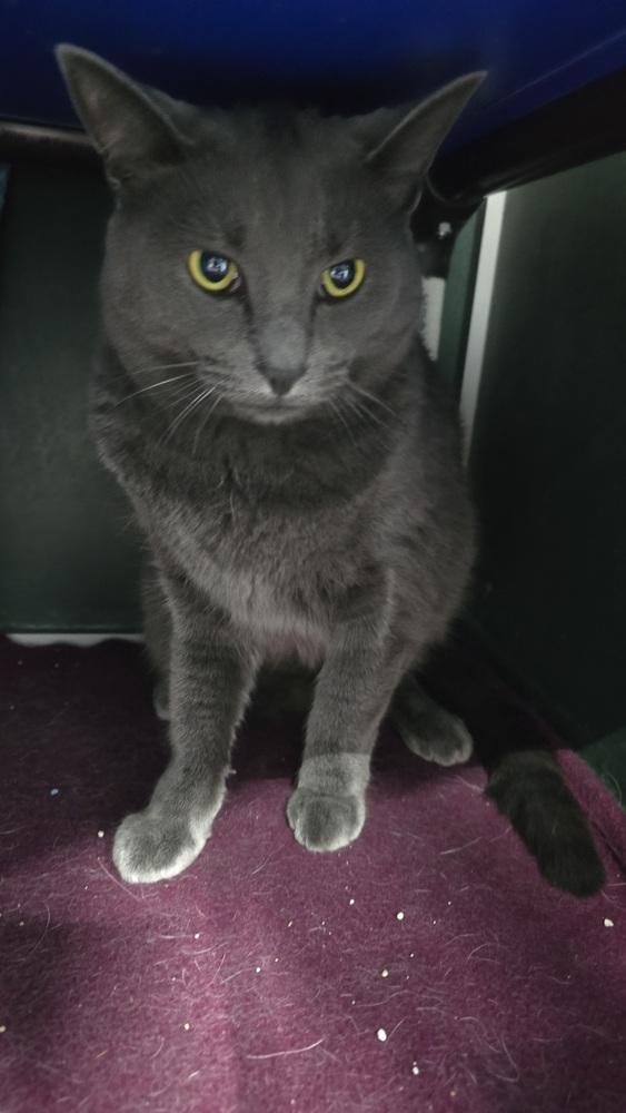 Lilac, a Adoptable mixed breed in Mishawaka, IN image 2/5