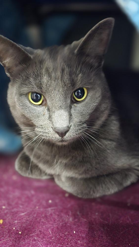 Lilac, a Adoptable mixed breed in Mishawaka, IN image 3/5