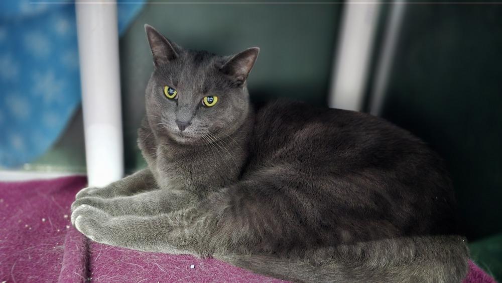 Lilac, a Adoptable mixed breed in Mishawaka, IN image 4/5