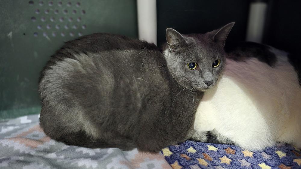 Lilac, a Adoptable mixed breed in Mishawaka, IN image 5/5