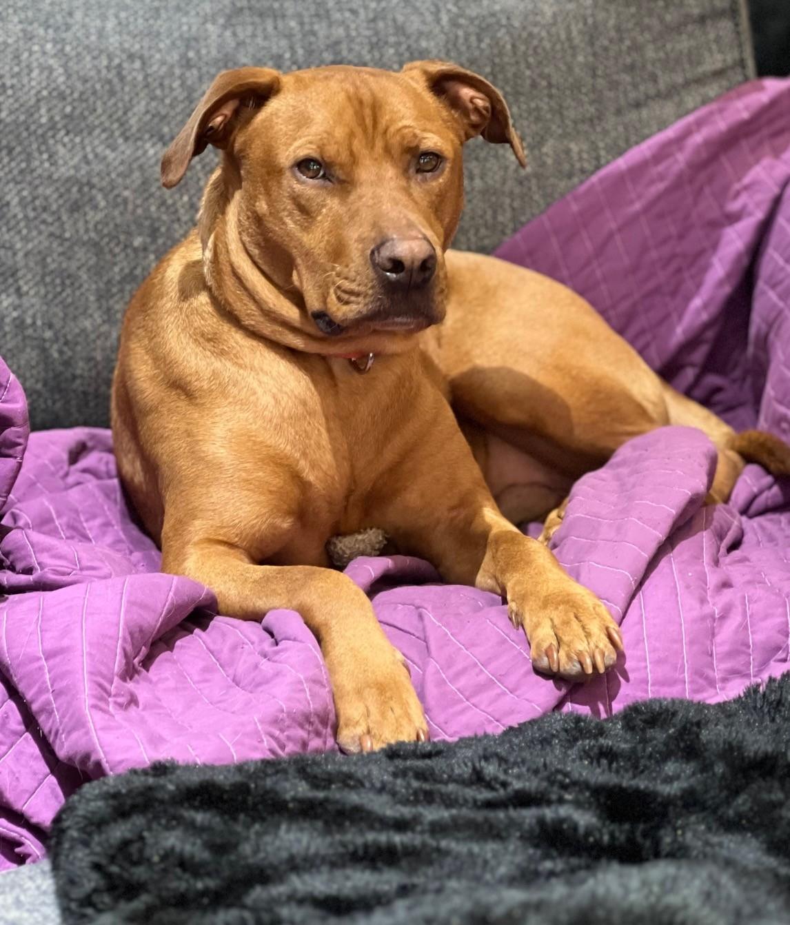 Enlarge TUCKER & STEPHAN (BFF'S), a Adoptable Mixed Breed in Salem, NH image 5/6