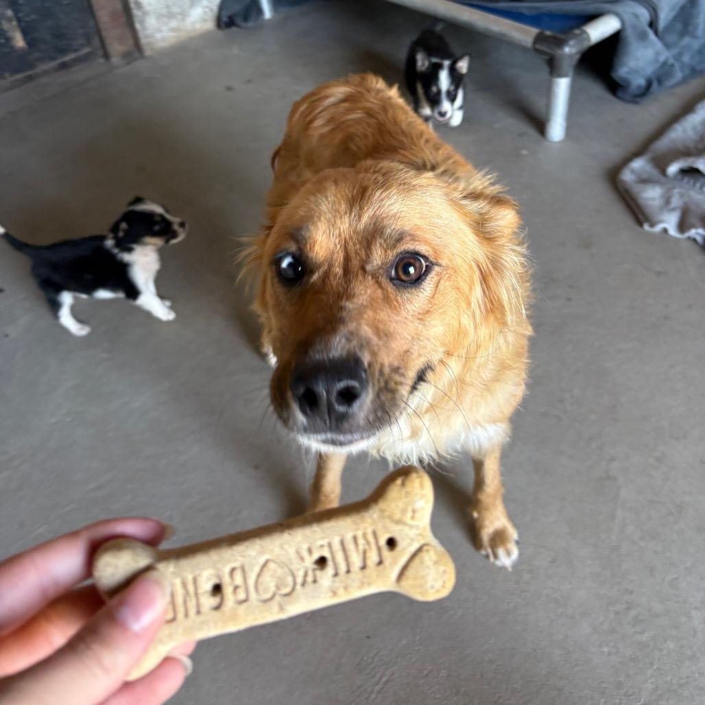 Dolly, Adoptable, Adult Female Australian Shepherd.